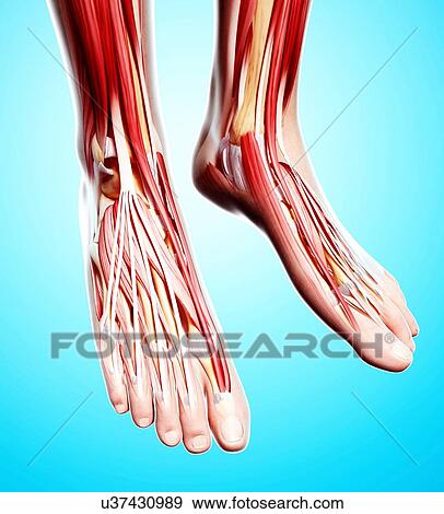 Stock Illustration - Human foot musculature, artwork. Fotosearch