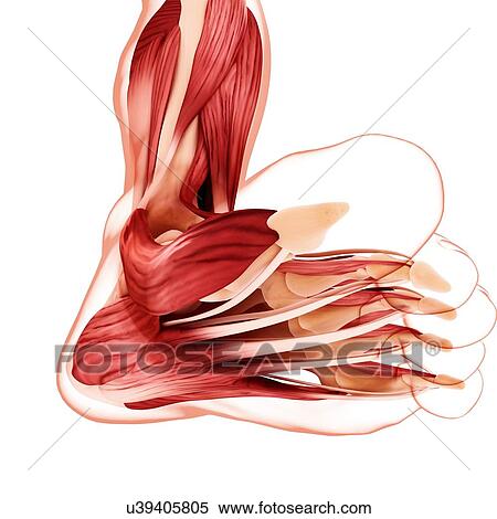 Human foot musculature, artwork View Large Illustration Stock Illustration - Human foot musculature, artwork. Fotosearch