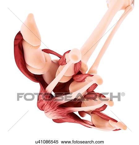 Human foot musculature, artwork View Large Illustration Stock Illustration - Human foot musculature, artwork. Fotosearch