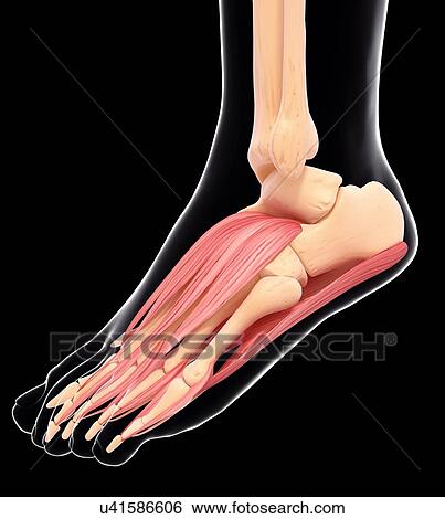 Human foot musculature, artwork View Large Illustration Stock Illustration - Human foot musculature, artwork. Fotosearch