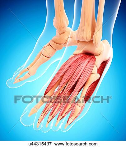 Stock Illustration - Human foot musculature, artwork. Fotosearch