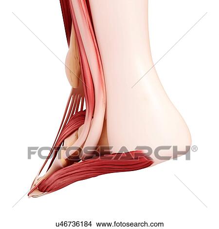 Human foot musculature, artwork View Large Illustration Stock Illustration - Human foot musculature, artwork. Fotosearch