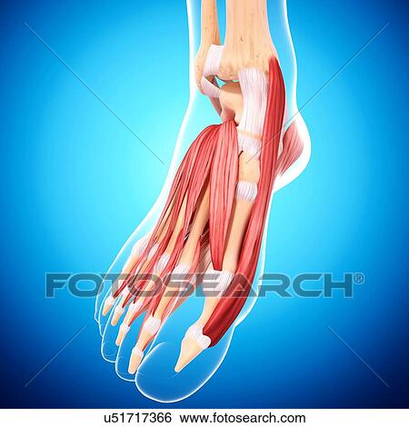 Stock Illustration - Human foot musculature, artwork. Fotosearch