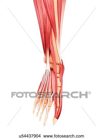 Human foot musculature, artwork View Large Illustration Stock Illustration - Human foot musculature, artwork. Fotosearch
