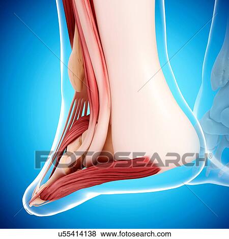 Human foot musculature, artwork View Large Illustration Stock Illustration - Human foot musculature, artwork. Fotosearch