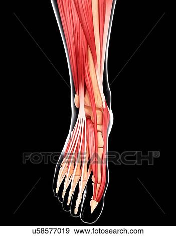 Human foot musculature, artwork View Large Illustration Stock Illustration - Human foot musculature, artwork. Fotosearch