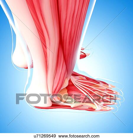 Human foot musculature, artwork View Large Illustration Stock Illustration - Human foot musculature, artwork. Fotosearch