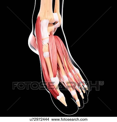 Stock Illustration - Human foot musculature, artwork. Fotosearch