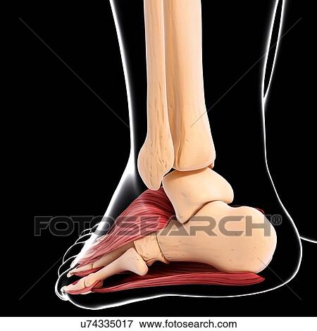 Stock Illustration - Human foot musculature, artwork. Fotosearch