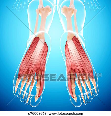 Human foot musculature, artwork View Large Illustration Stock Illustration - Human foot musculature, artwork. Fotosearch