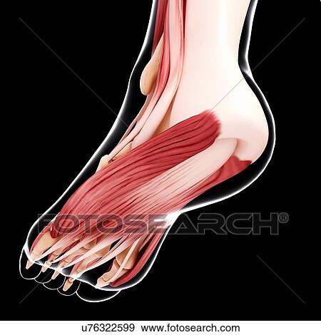 Human foot musculature, artwork View Large Illustration Stock Illustration - Human foot musculature, artwork. Fotosearch