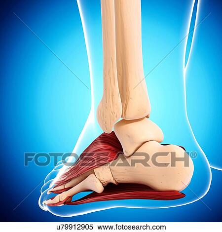 Stock Illustration - Human foot musculature, artwork. Fotosearch