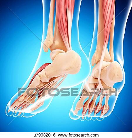 Stock Illustration - Human foot musculature, artwork. Fotosearch