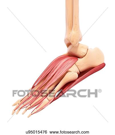 Human foot musculature, artwork View Large Illustration Stock Illustration - Human foot musculature, artwork. Fotosearch