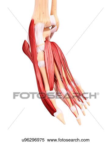 Stock Illustration - Human foot musculature, artwork. Fotosearch