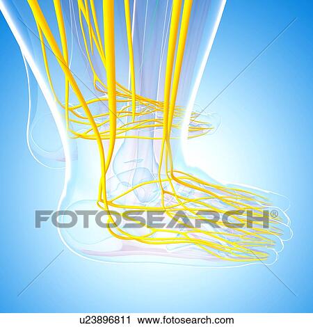 Clip Art - Human foot nervous system, artwork. Fotosearch