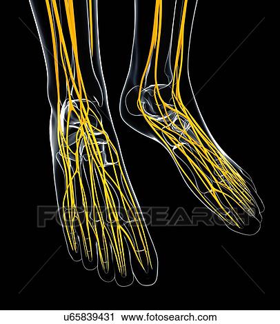 Human foot nervous system, artwork View Large Illustration Clip Art - Human foot nervous system, artwork. Fotosearch
