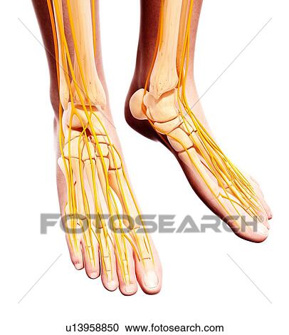 Human foot nervous system, artwork View Large Illustration Clipart - Human foot nervous system, artwork. Fotosearch
