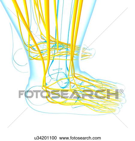 Human foot nervous system, artwork View Large Illustration Clipart - Human foot nervous system, artwork. Fotosearch