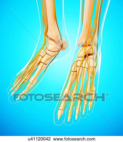 Human foot nervous system, artwork View Large Illustration Drawing - Human foot nervous system, artwork. Fotosearch