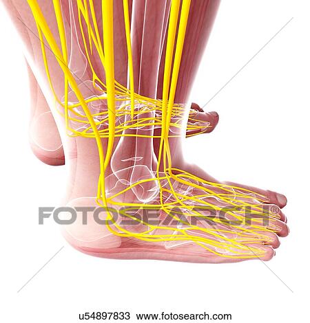 Drawing - Human foot nervous system, artwork. Fotosearch