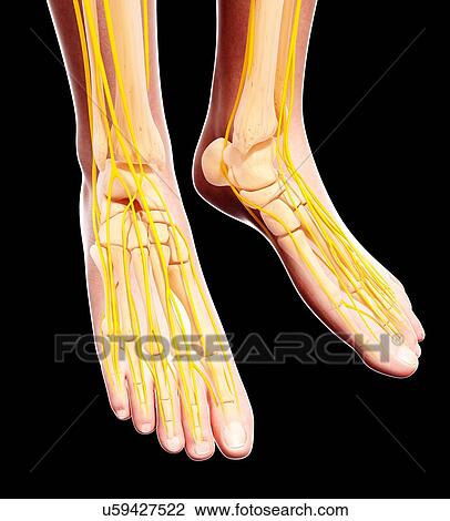 Drawing - Human foot nervous system, artwork. Fotosearch