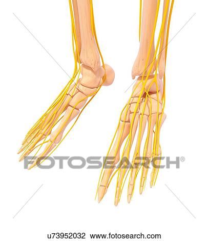 Human foot nervous system, artwork Drawing | u73952032 | Fotosearch