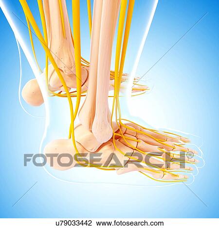 Human foot nervous system, artwork View Large Illustration Drawing - Human foot nervous system, artwork. Fotosearch