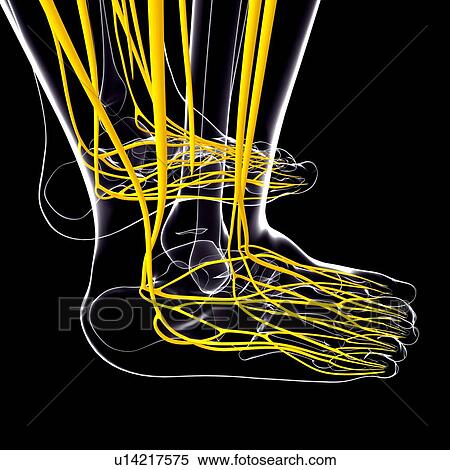 Stock Illustration - Human foot nervous system, artwork. Fotosearch