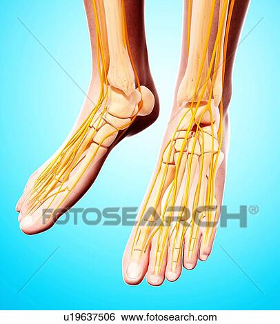 Stock Illustration - Human foot nervous system, artwork. Fotosearch