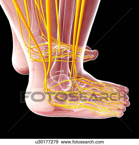 Stock Illustration - Human foot nervous system, artwork. Fotosearch