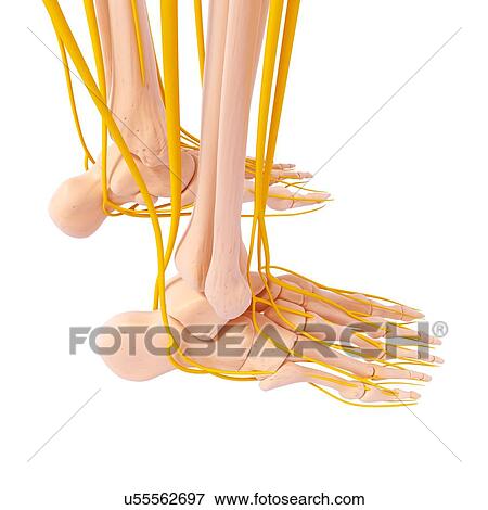 Human foot nervous system, artwork View Large Illustration Stock Illustration - Human foot nervous system, artwork. Fotosearch