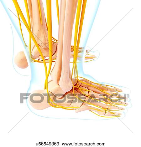 Stock Illustration - Human foot nervous system, artwork. Fotosearch
