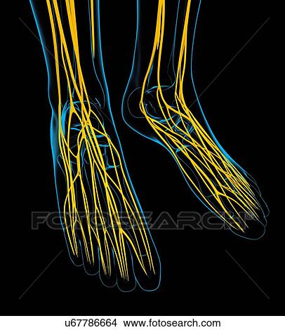 Human foot nervous system, artwork View Large Illustration Stock Illustration - Human foot nervous system, artwork. Fotosearch
