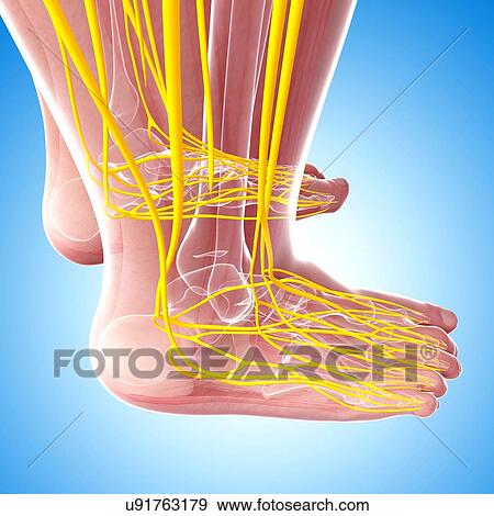 Stock Illustration - Human foot nervous system, artwork. Fotosearch