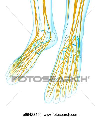 Human foot nervous system, artwork View Large Illustration Stock Illustration - Human foot nervous system, artwork. Fotosearch