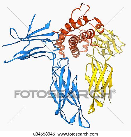 Human growth hormone molecule View Large Illustration Stock Illustration - Human growth hormone molecule. Fotosearch