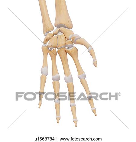 Human hand bones, artwork View Large Illustration Clip Art - Human hand bones, artwork. Fotosearch