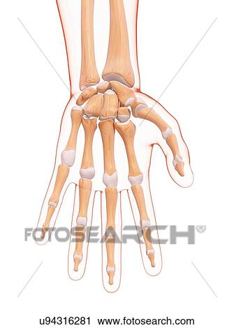 Human hand bones, artwork View Large Illustration Clip Art - Human hand bones, artwork. Fotosearch