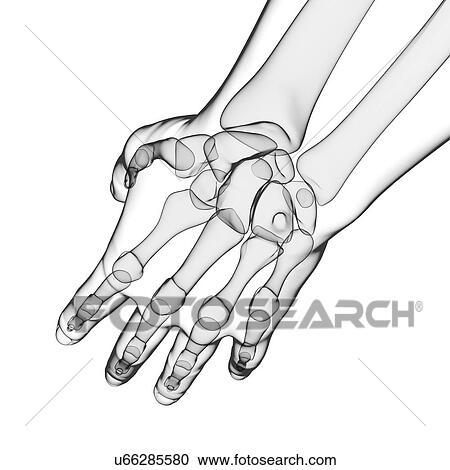 Human hand bones, artwork View Large Illustration Clipart - Human hand bones, artwork. Fotosearch