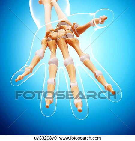 Human hand bones, artwork View Large Illustration Clipart - Human hand bones, artwork. Fotosearch