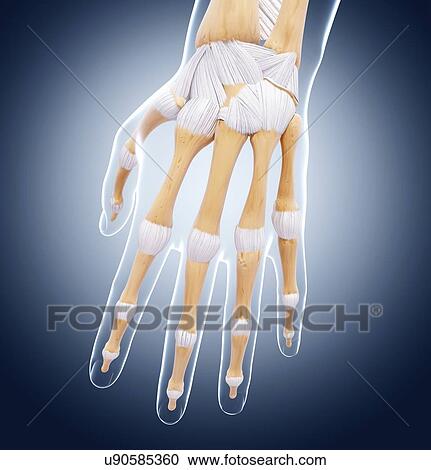 Clipart - Human hand bones, artwork. Fotosearch