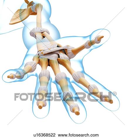 Human hand bones, artwork View Large Illustration Drawing - Human hand bones, artwork. Fotosearch