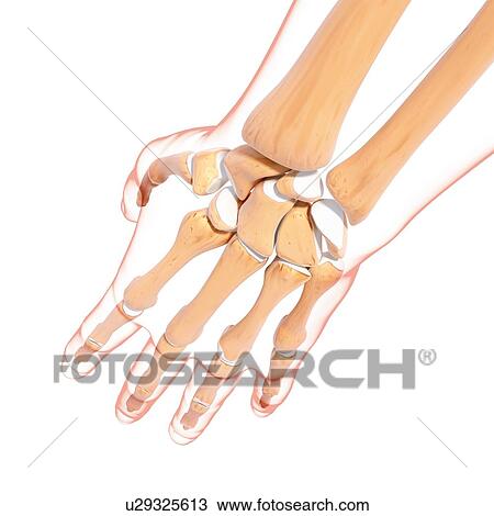 Drawing - Human hand bones, artwork. Fotosearch