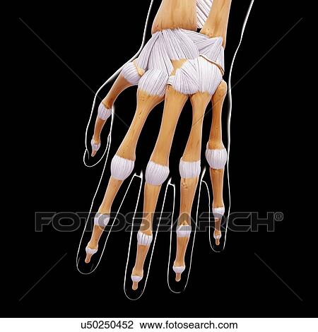 Human hand bones, artwork View Large Illustration Drawing - Human hand bones, artwork. Fotosearch