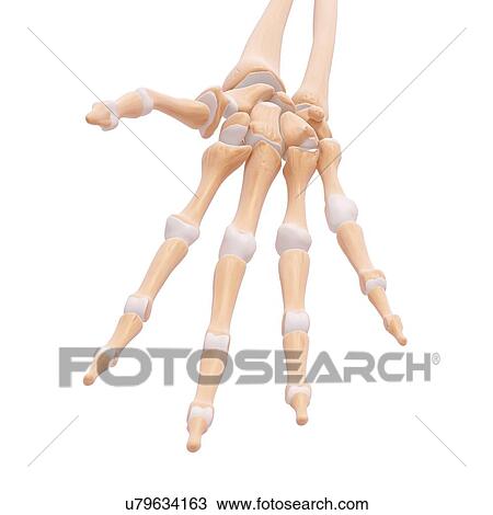 Drawing - Human hand bones, artwork. Fotosearch