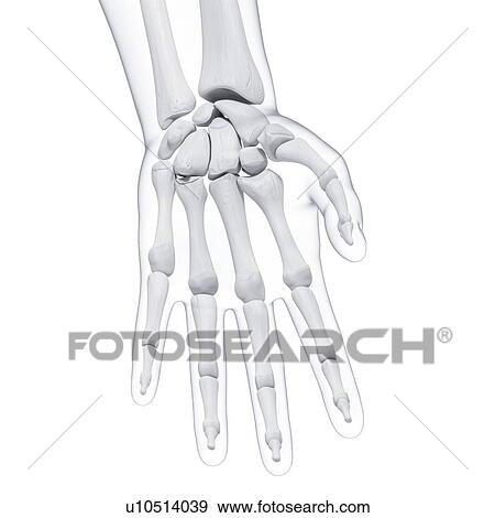 Human hand bones, artwork View Large Illustration Stock Illustration - Human hand bones, artwork. Fotosearch
