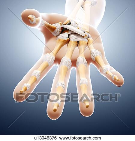 Human hand bones, artwork View Large Illustration Stock Illustration - Human hand bones, artwork. Fotosearch