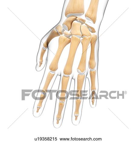 Stock Illustration - Human hand bones, artwork. Fotosearch
