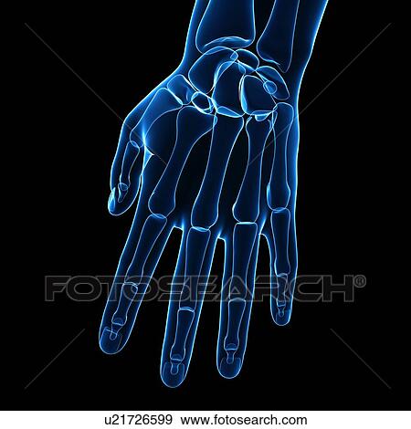 Stock Illustration - Human hand bones, artwork. Fotosearch